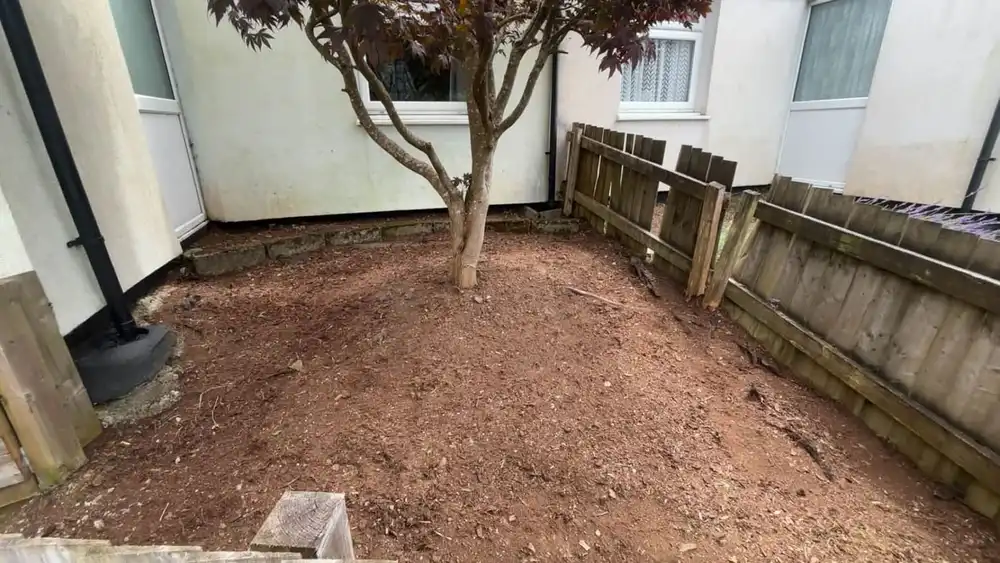 The same border stripped to bare turned soil, with the acer kept and its trunk now clear