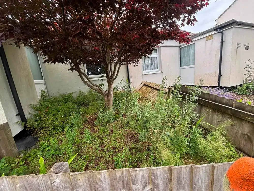 A border beside a house packed with overgrown shrubs and weeds beneath a red acer