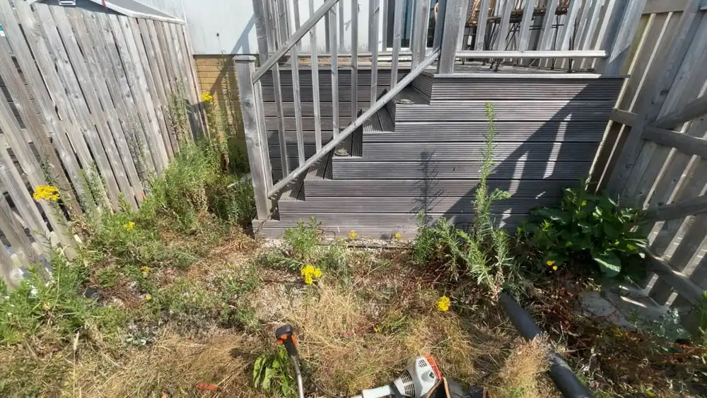 Timber steps and decking almost hidden by tall weeds and ragwort growing up through them