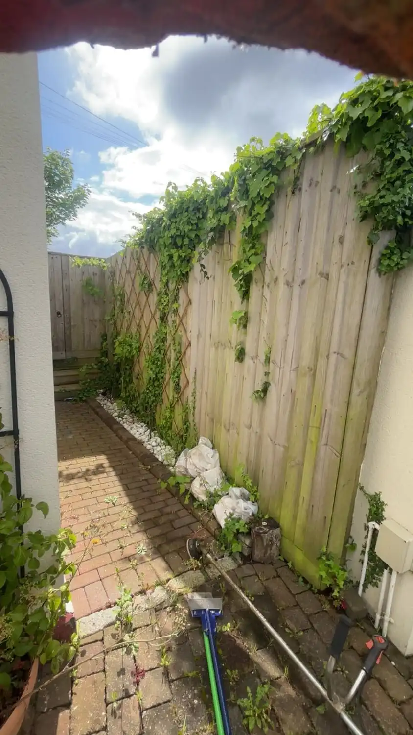 A side passage where ivy has climbed the whole fence and weeds have grown over a white stone border