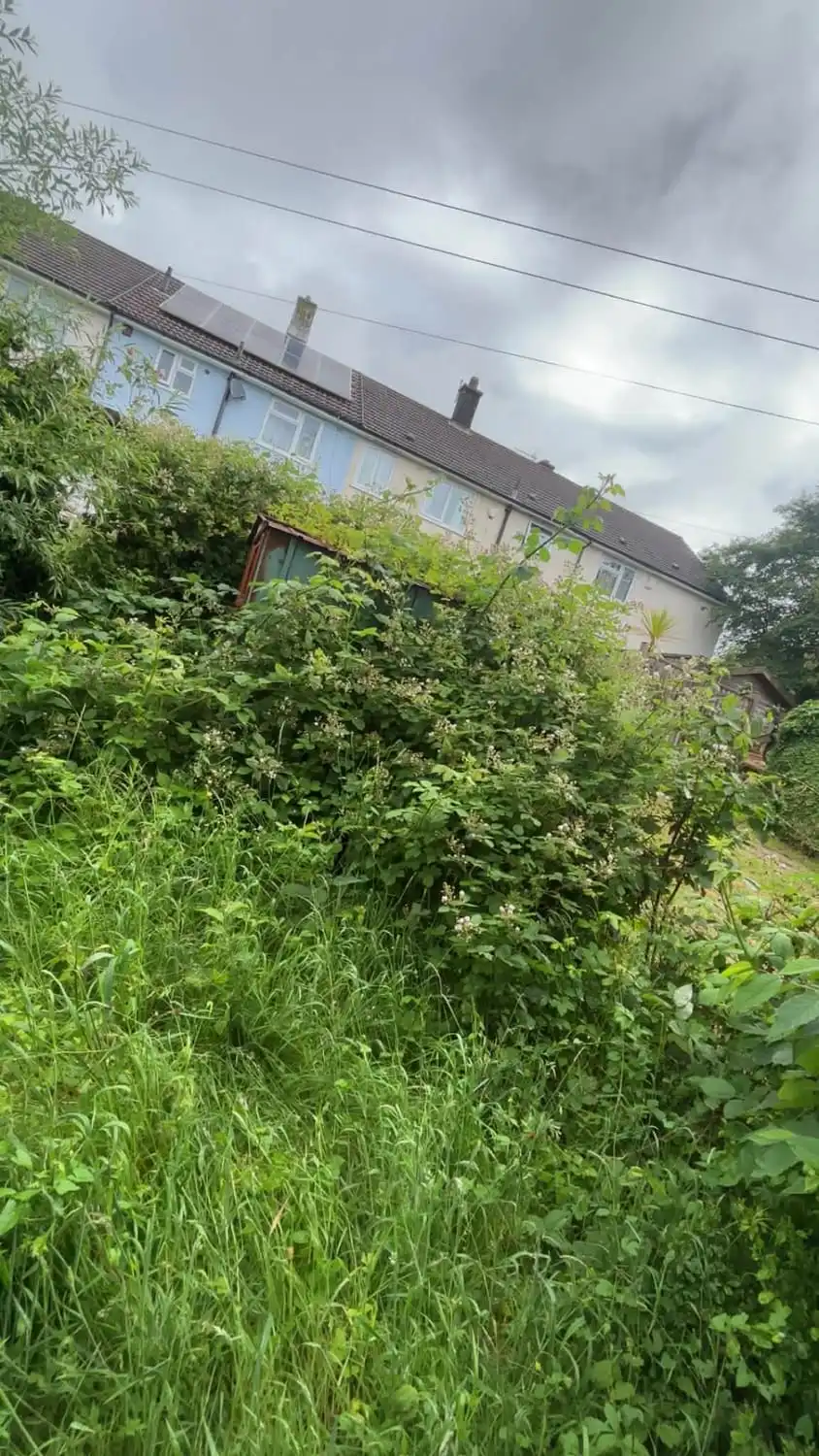 A back garden completely lost under head-high brambles and self-seeded growth right up against the house