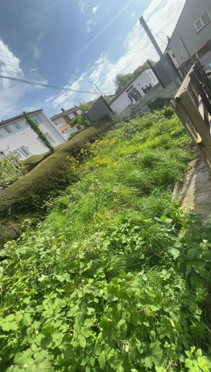 A steep garden bank covered in long grass and yellow ragwort in full flower