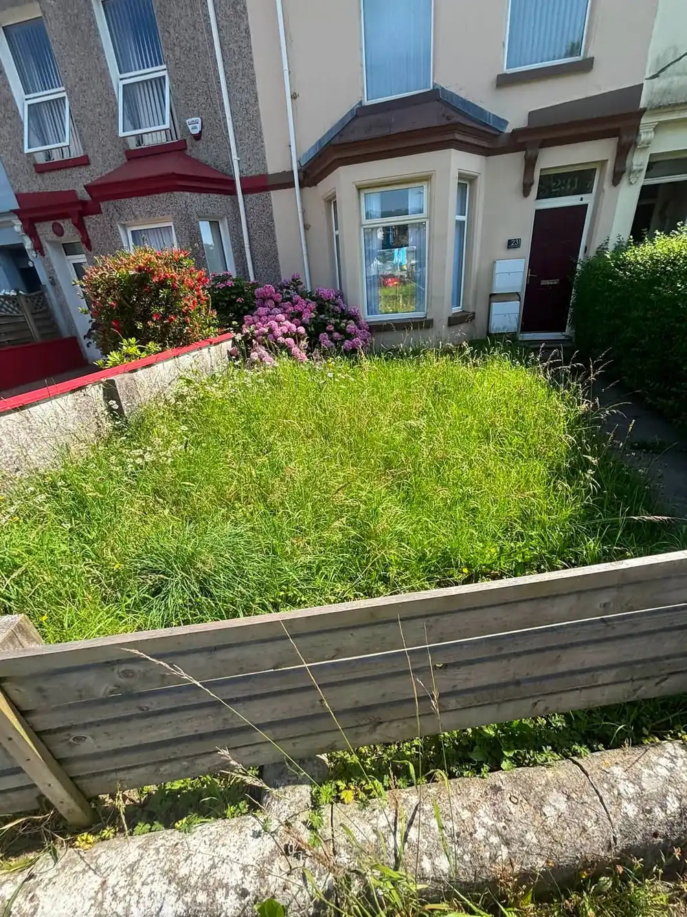A small front lawn grown knee-high and gone to seed in front of a terraced house with red window surrounds