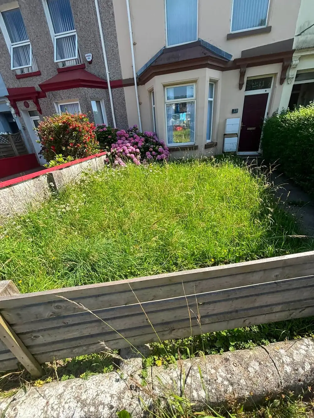 A small front lawn grown knee-high and gone to seed in front of a terraced house with red window surrounds