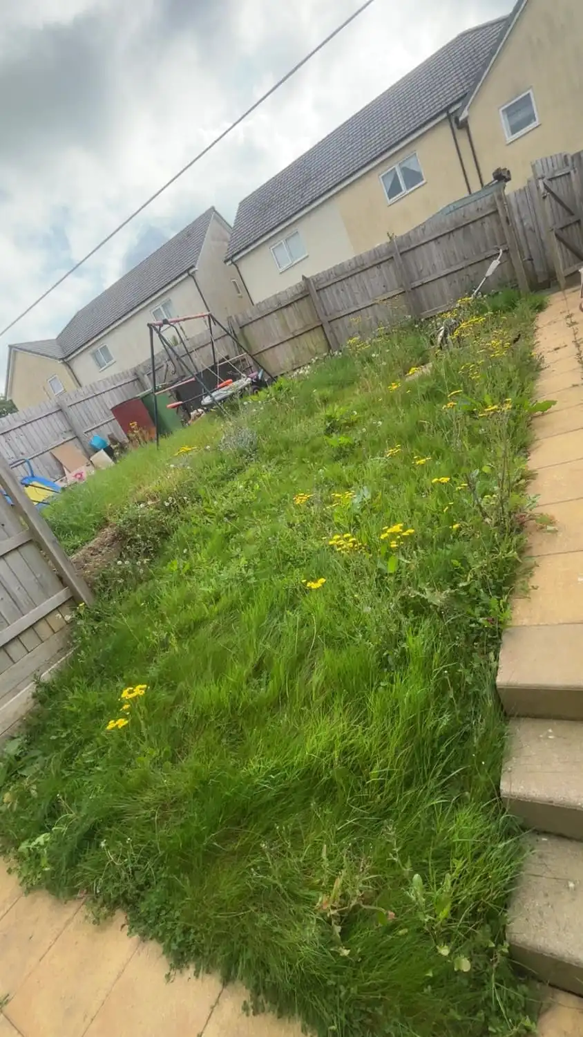 A sloping back garden thick with long grass and yellow ragwort, a trampoline just visible at the top