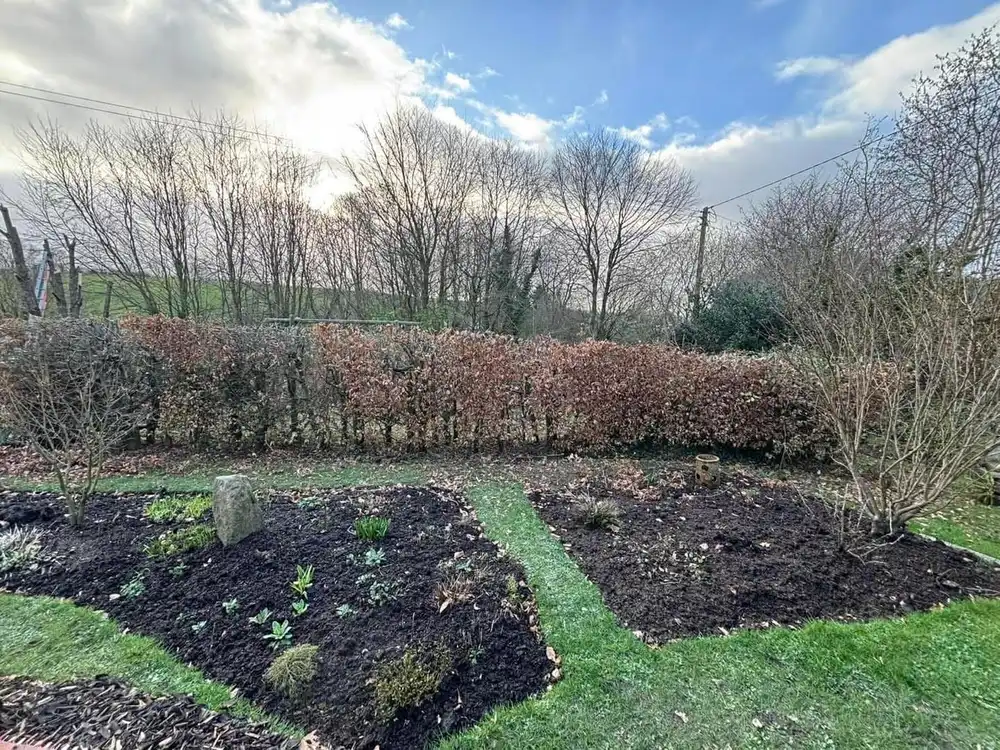 The same beech hedge reduced to about waist height, with the trees and open field behind it now visible