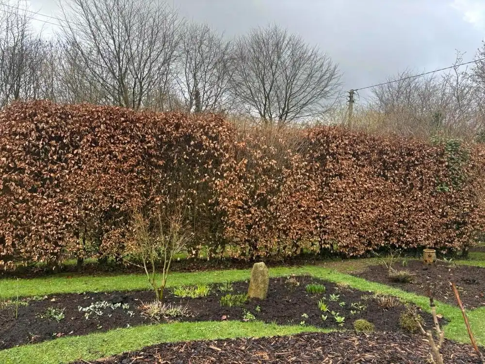 A tall beech hedge in winter leaf standing well above head height and blocking the view out of the garden