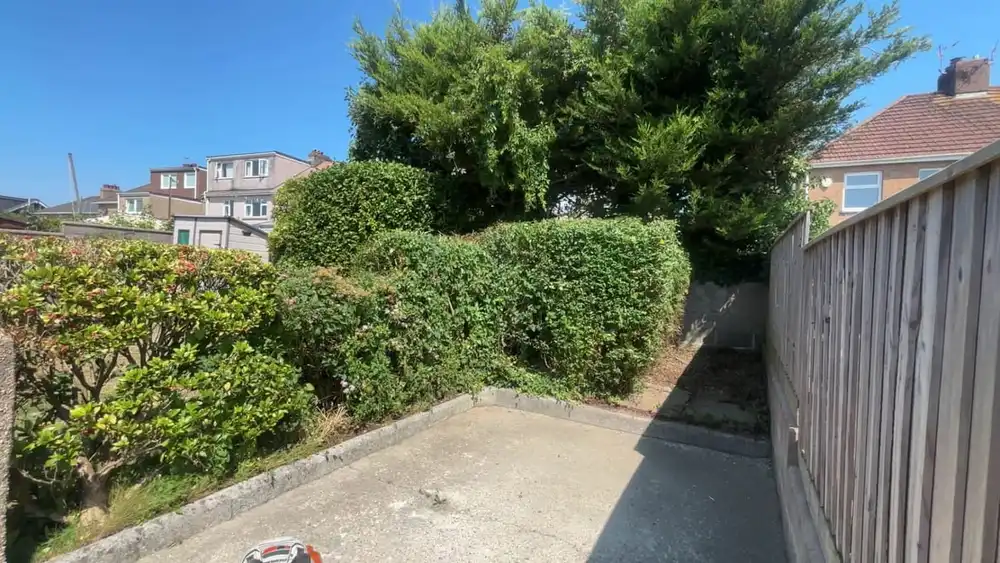 The same conifers cut back tight to the boundary with the full width of the drive clear