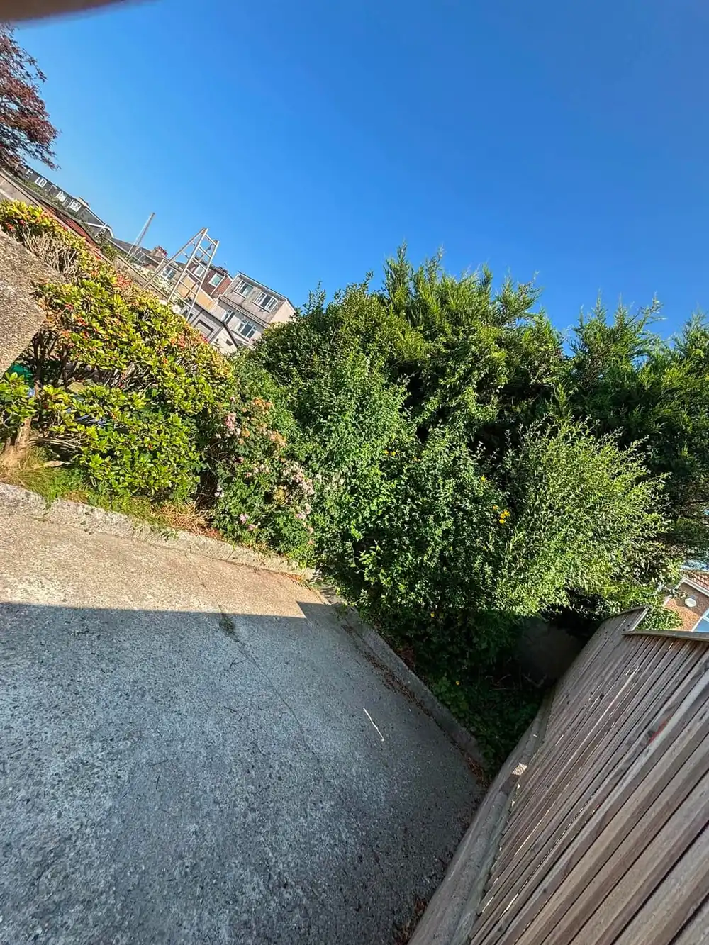 Overgrown conifers and shrubs leaning right out across a concrete drive, narrowing it to a gap