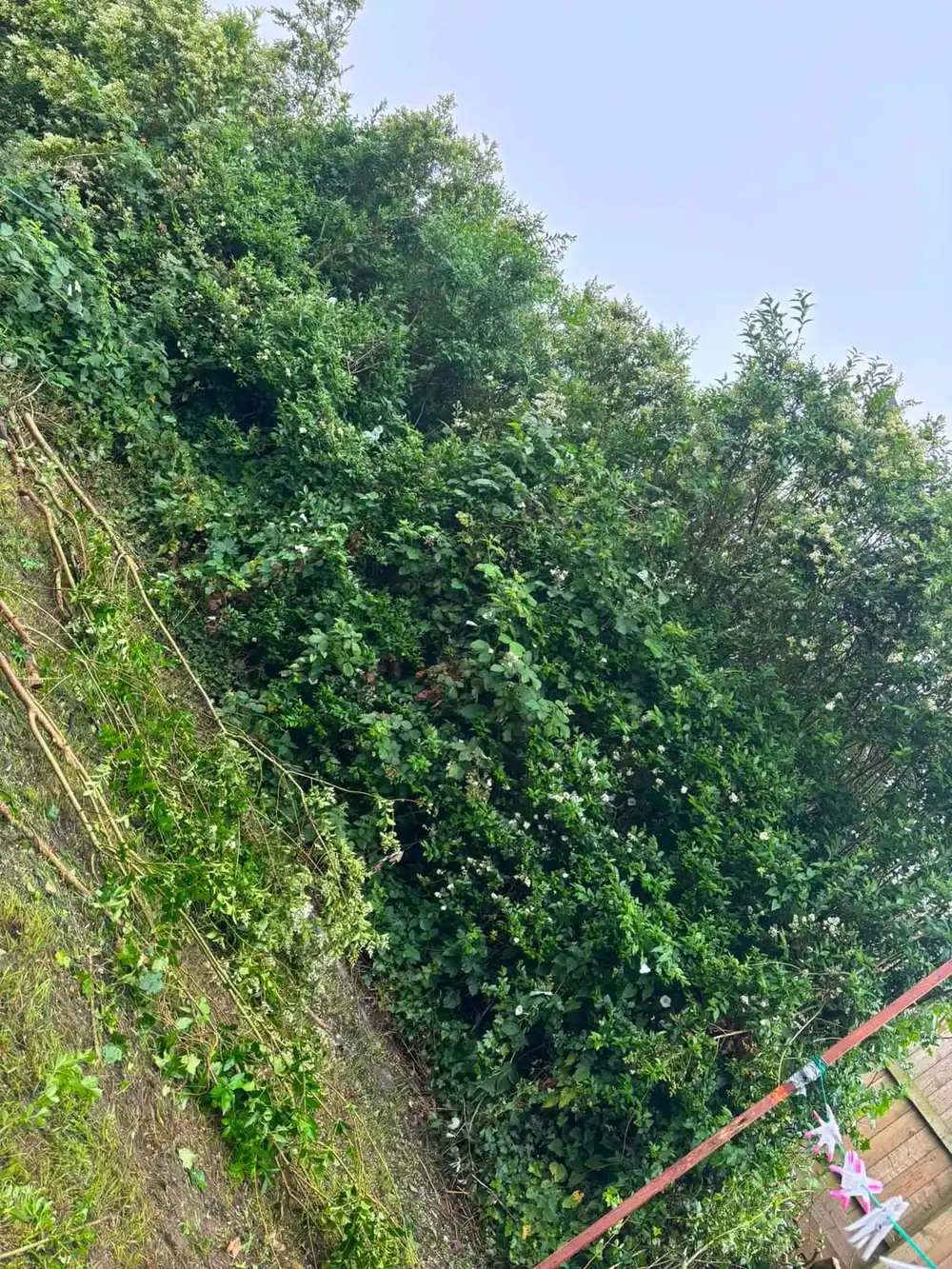 A dense overgrown hedge grown right over a boundary fence and well above head height