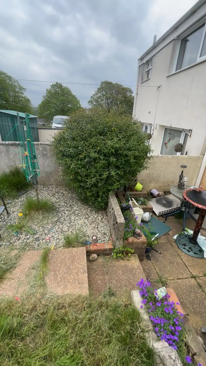 A big rounded shrub taking up the middle of a gravelled back garden