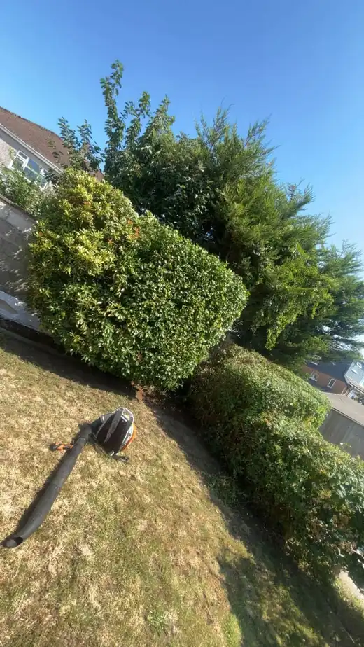 A large shrub cut hard back into a neat squared hedge on a bright day, with the lawn behind it clear again