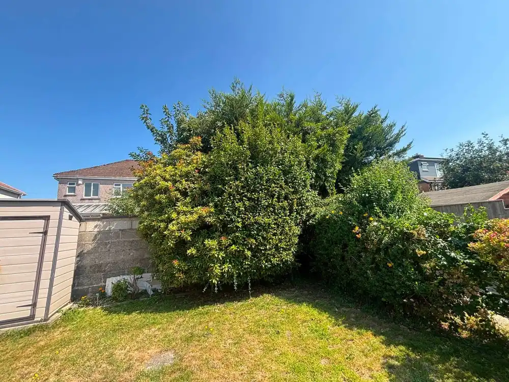 A large flowering shrub grown right out across a back lawn, taking up most of the garden