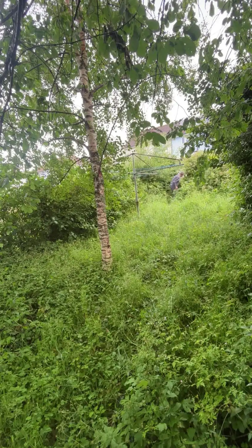 A silver birch standing in a garden grown waist-high with grass and weeds all around it