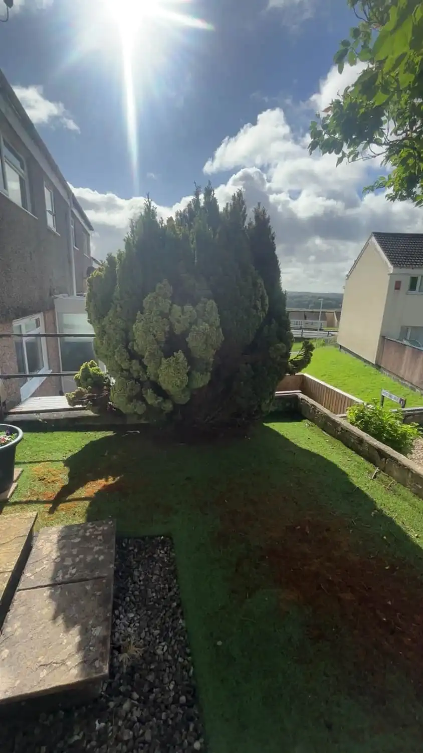 A large mature conifer standing in the middle of a back lawn, shading most of the garden