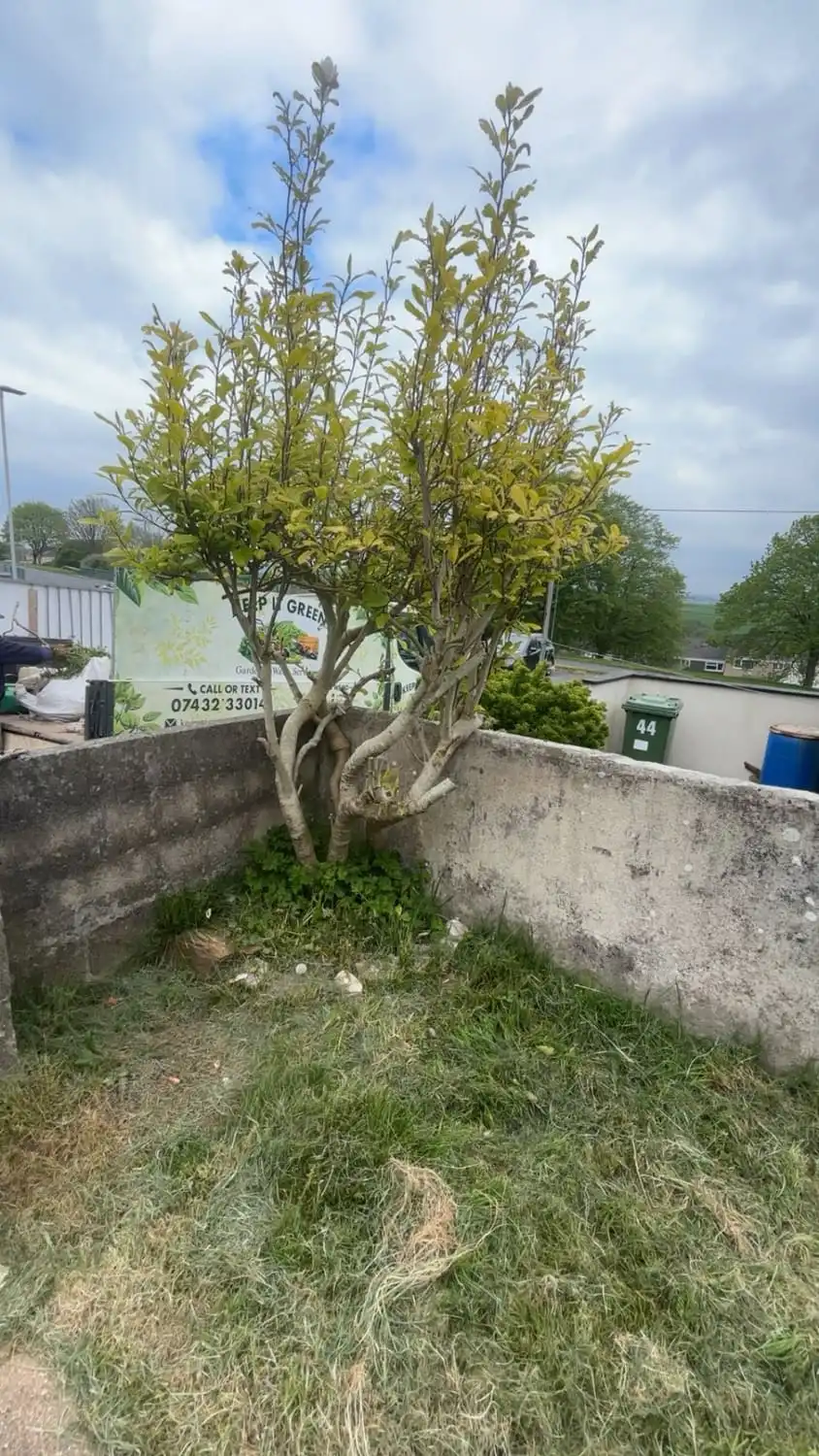 A multi-stemmed tree growing out of a raised concrete bed against a garden wall, with the Keep It Green van parked behind